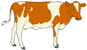 Cow