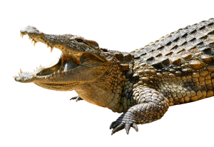 Alligator